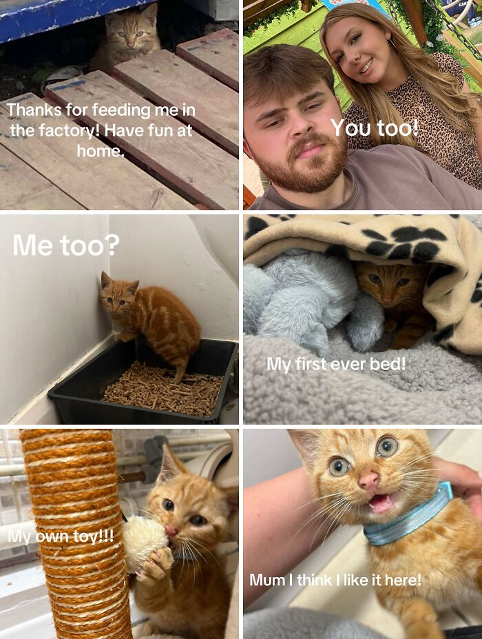 Collage of adoption pics showing happy cats and new owners enjoying their first toys, beds, and home moments.