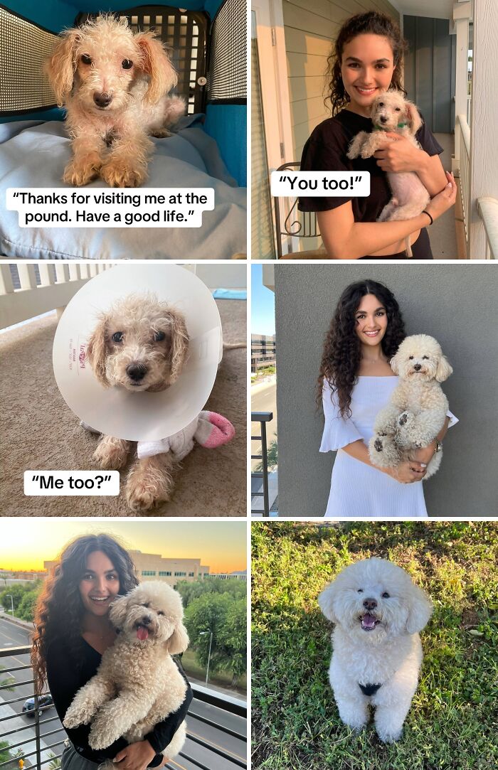 Series of adoption pics showing happy dogs and their owners celebrating new beginnings and great life together.