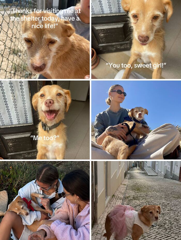 Happy dog enjoying new life with caring owners in heartwarming adoption pics capturing joy and companionship.