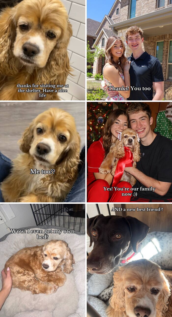 Adoption pics of a happy dog finding a new family, home, and best friend, capturing joyful moments and love.