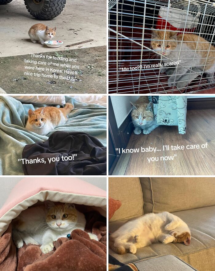 Various adoption pics of a rescued orange and white cat showing its journey from shelter to home comfort.