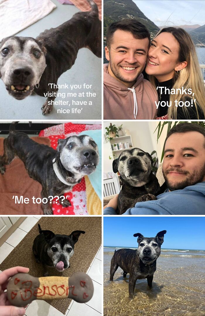 Collage of adoption pics showing a rescued dog’s journey from shelter to happy life with loving owners.