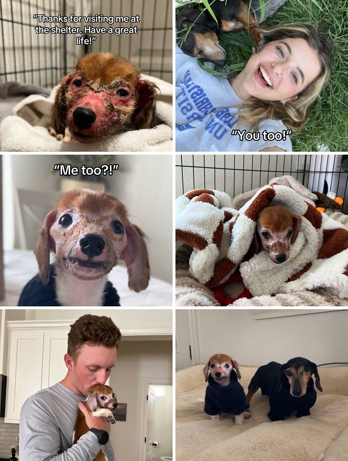 Collage of adoption pics showing a rescued dog’s healing journey and loving moments with new owners and pets.