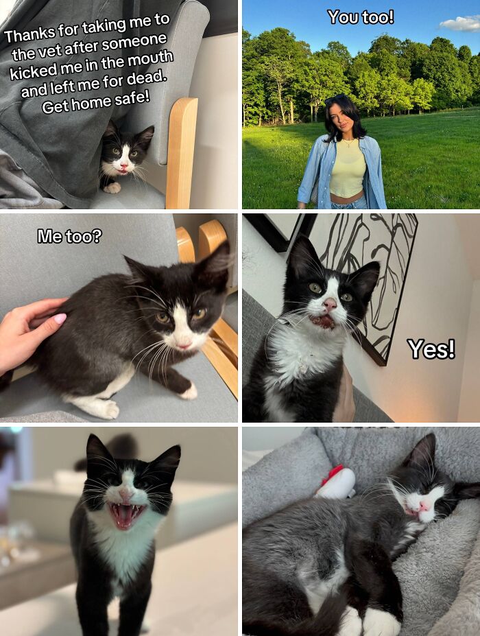 Black and white kitten recovering and thriving in a loving home, showcasing heartwarming adoption moments and care.