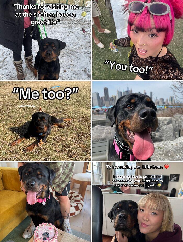 Collage of joyful adoption pics featuring a happy Rottweiler dog and its loving new owner in various settings.
