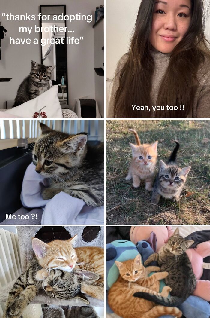Collage of adorable adoption pics featuring kittens and a smiling woman, highlighting joyful moments and pet bonding.