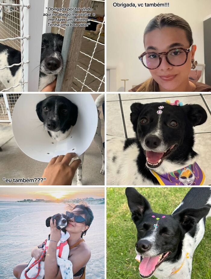 Collage of joyful adoption pics showing a black and white dog with new owners enjoying life after adoption.