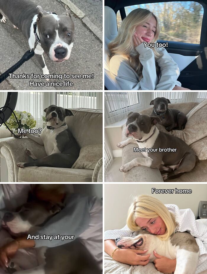 Happy dog and family bonding moments captured in heartwarming adoption pics showing joy and love in forever homes.