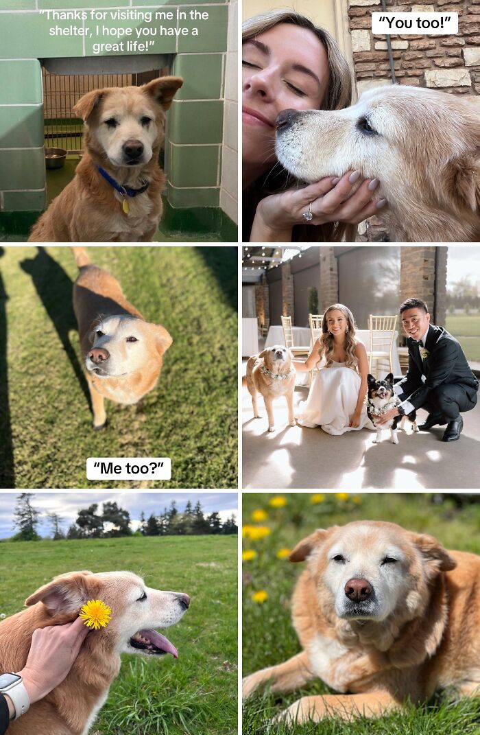 Adopted dog enjoying a new life, bonding with family, and experiencing happy moments in outdoor and indoor settings.