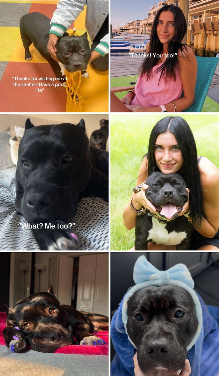 Collage of adoption pics showing happy dogs and their owners in various heartwarming moments indoors and outdoors.