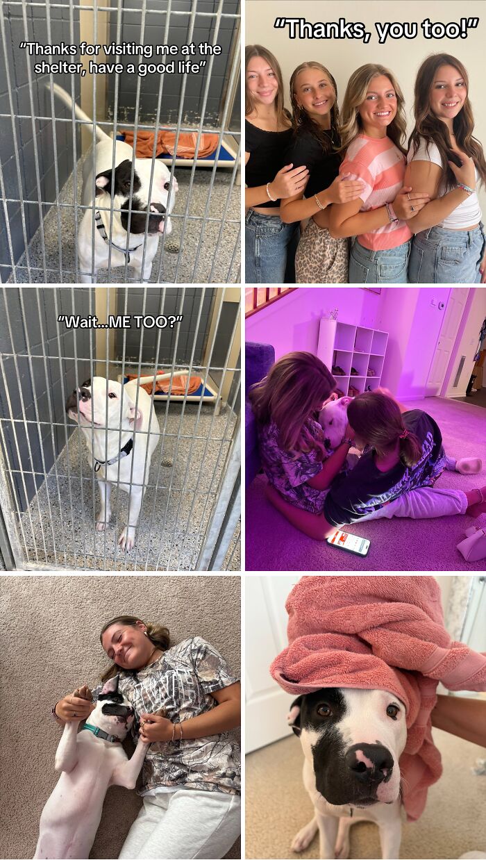 Happy dog bonding with family after adoption, showcasing heartwarming moments and the joy of a great life together.
