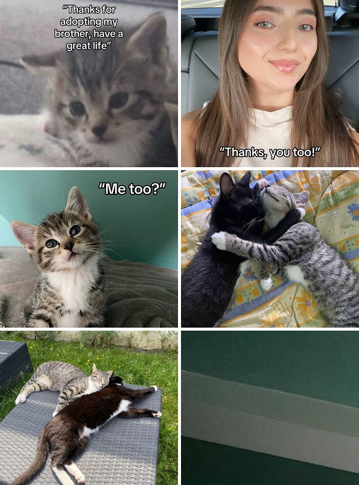 Collage of adorable adoption pics featuring cats, a woman, and pets showing affection, capturing heartwarming adoption moments.