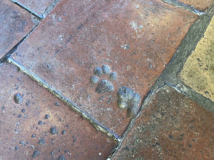 Huellas adorables de patas de gato en baldosas de terracota, mostrando una historia sin necesidad de maullidos.
