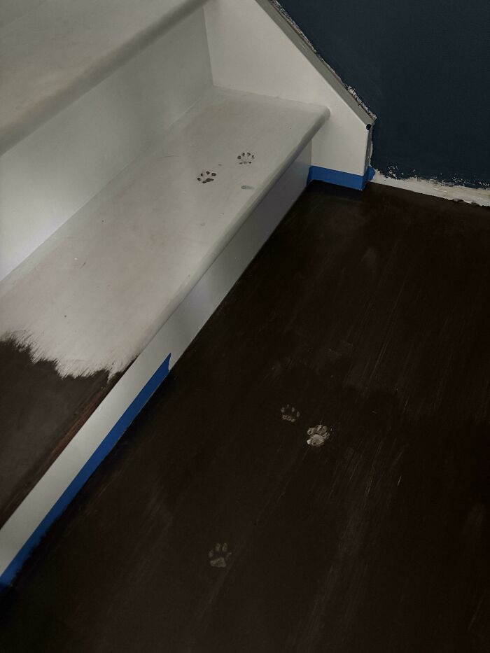 Huellas adorables de patas de gato que cuentan una historia sobre un piso y escalera recién pintados.