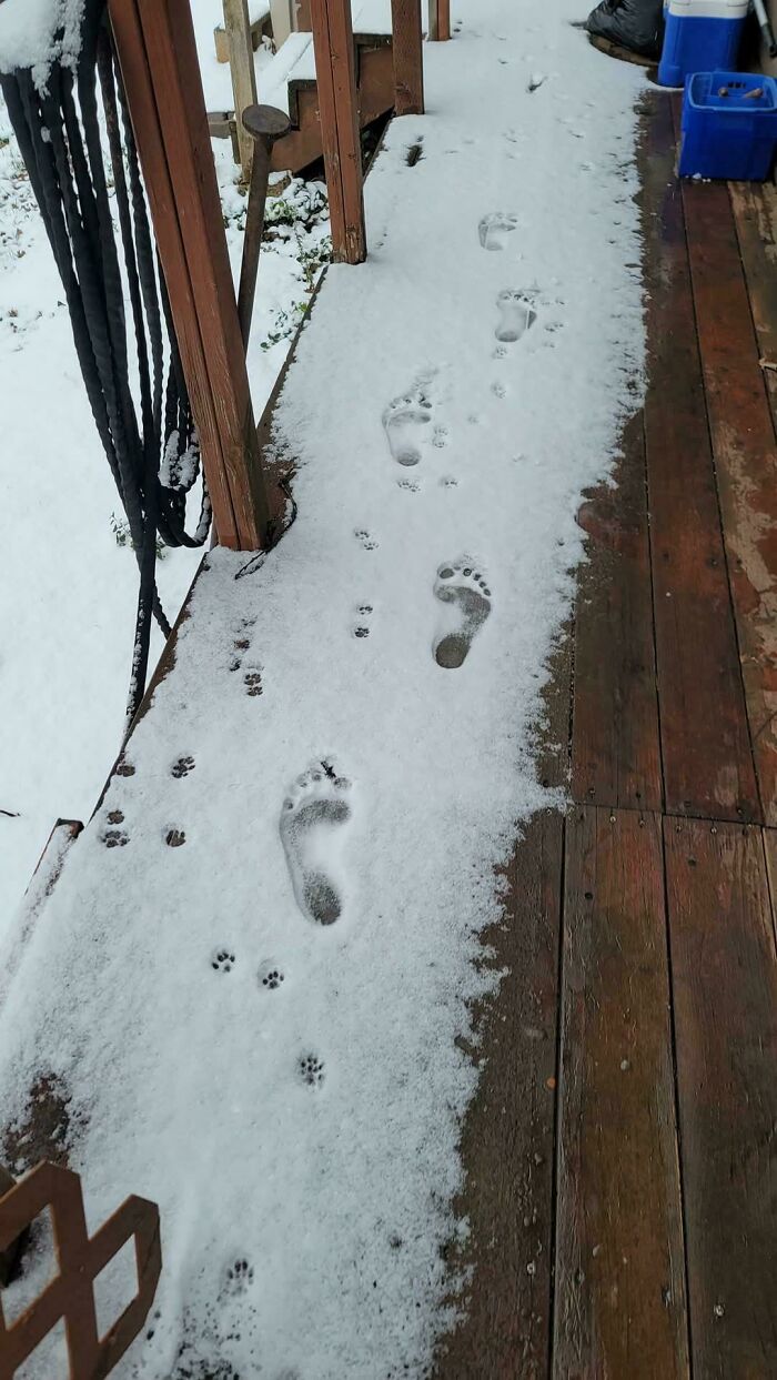 Huella de patas de gato adorable junto a huellas humanas sobre nieve en un porche de madera durante invierno.