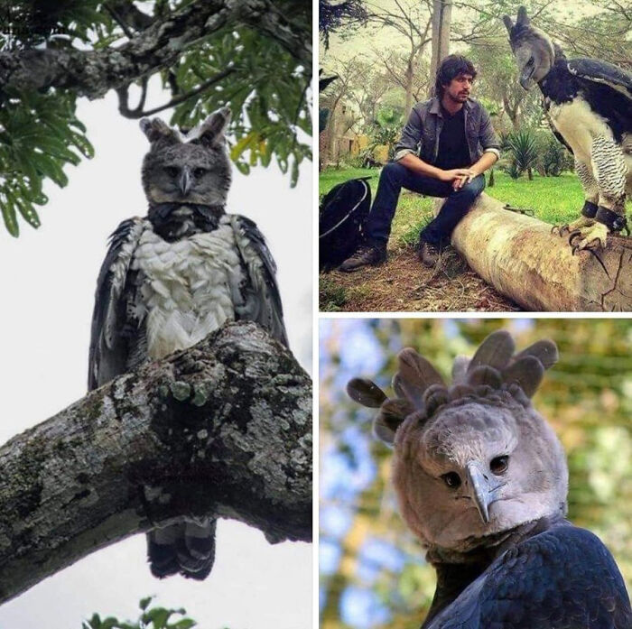 Collage of majestic harpy eagles perched and a man observing in the jungle, Amazing Photos