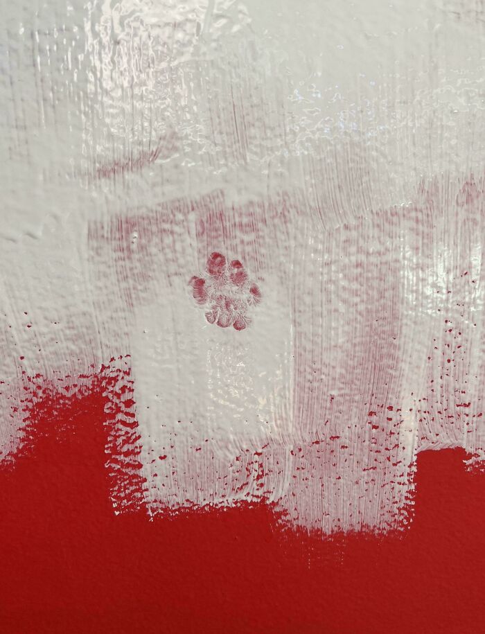 Red cat paw print on a partially painted white wall showing cute cat paw prints with a textured background.