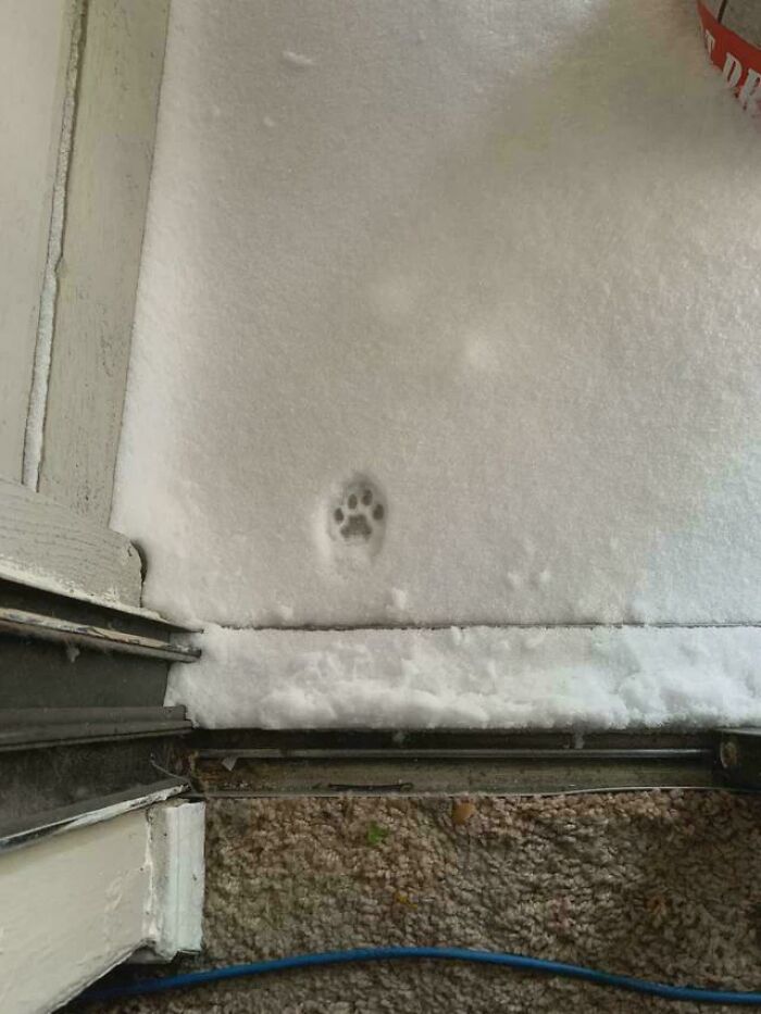 Huella adorable de pata de gato en la nieve mostrando la ternura de las pisadas felinas sin emitir sonido.