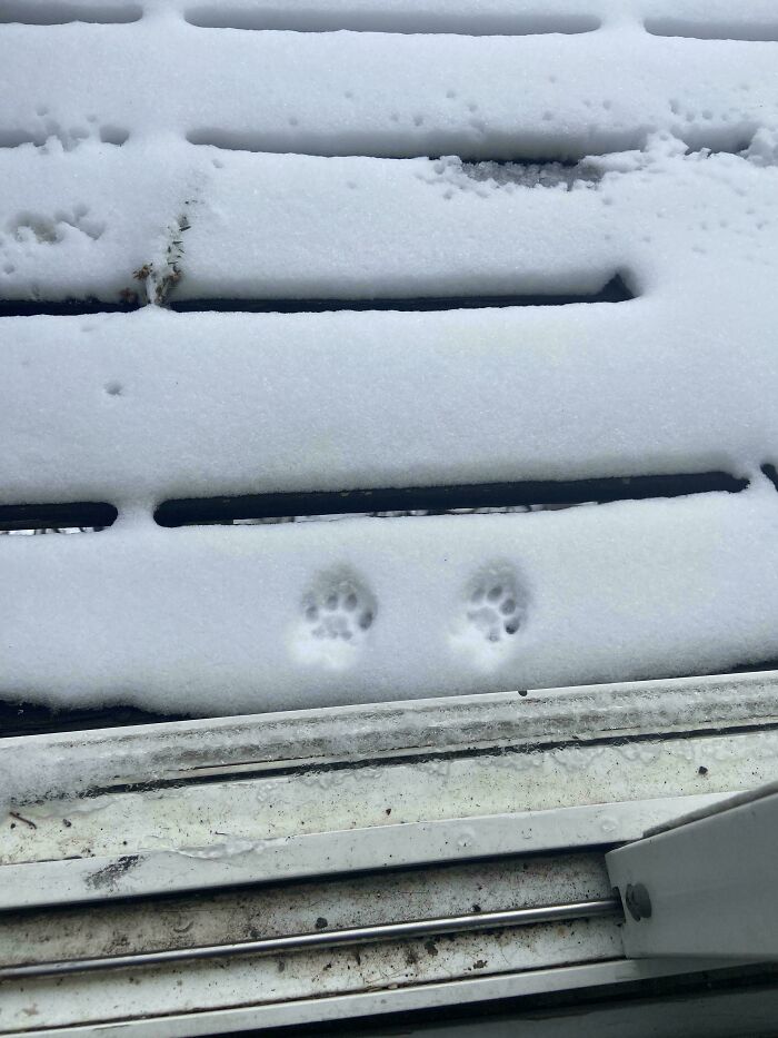 Cat paw prints visible on snow-covered wooden bench outside a window, showing cute feline footprints.