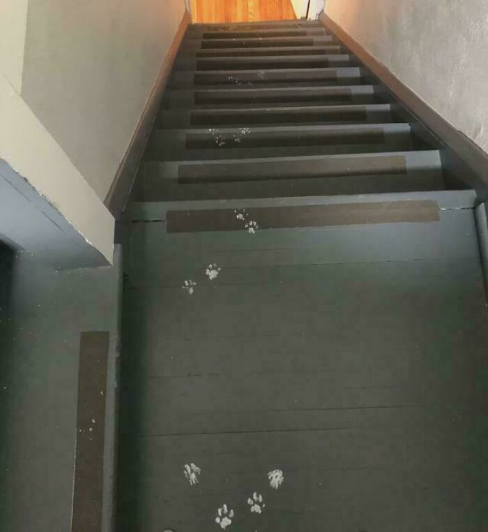 Cat paw prints in white paint leading up and down dark indoor stairs, showing cute cat paw prints pattern.