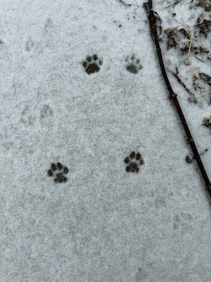 Huellas adorables de patas de gato en la nieve, mostrando un camino sin necesidad de maullidos.