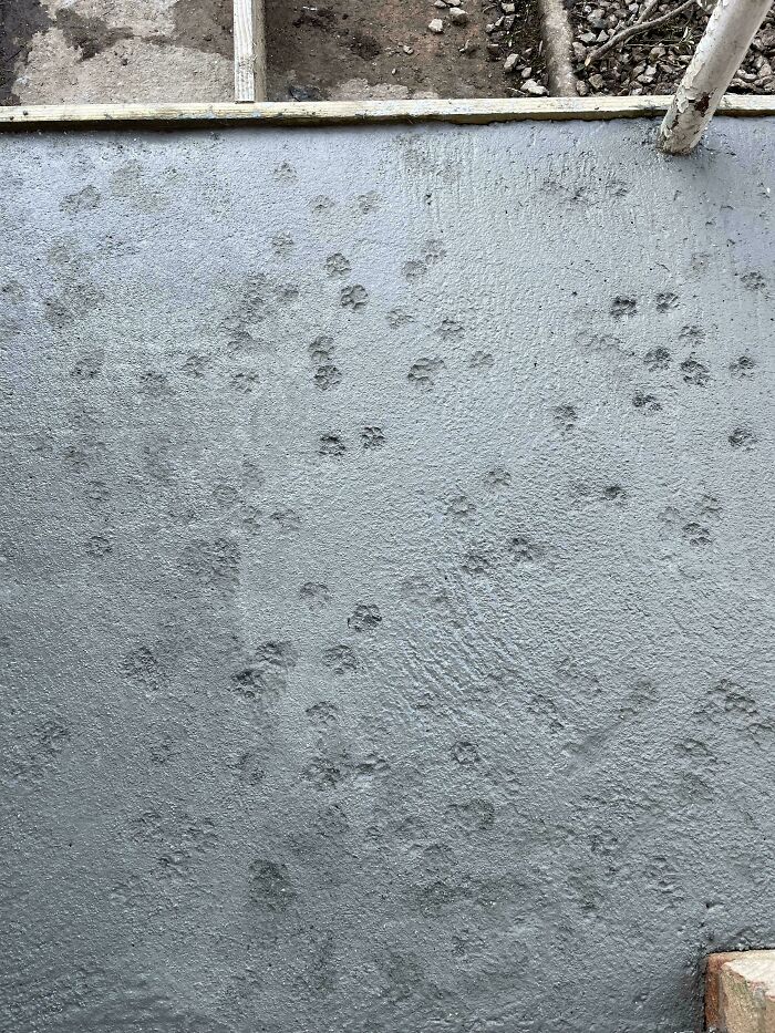 Huellas de patas de gato en cemento recién colocado mostrando un adorable patrón natural y único.