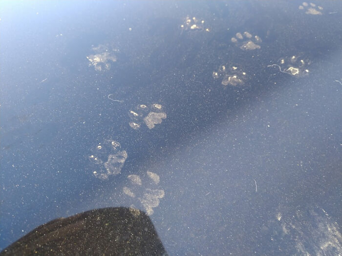 Faint cute cat paw prints visible on a dusty dark surface, showing a trail of small feline footprints.