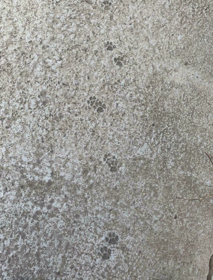 Multiple cute cat paw prints scattered across a rough concrete surface in an outdoor setting.