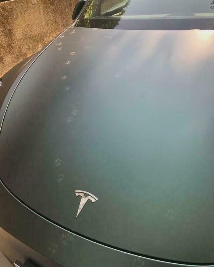 Faint cute cat paw prints trail across the hood of a dark Tesla car parked beside a stone wall.