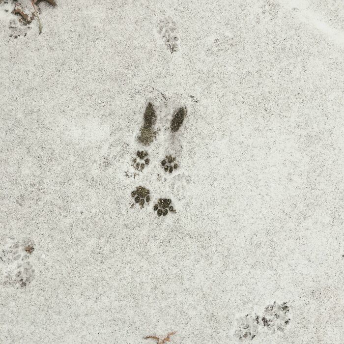 Close-up of cute cat paw prints in the snow showing clear details of small feline footprints on a white snowy surface.