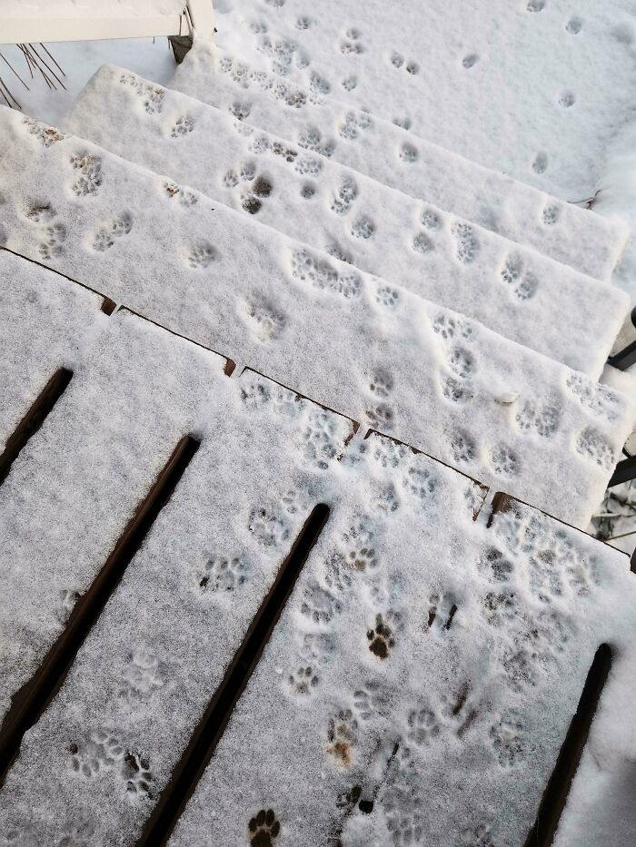 Snow-covered steps with multiple cute cat paw prints scattered across the surface in various directions.