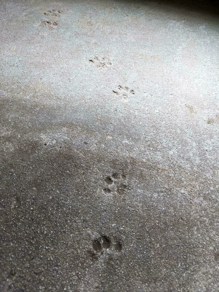 Cat paw prints on a concrete surface showing cute tracks fading into the light, illustrating playful feline movements.