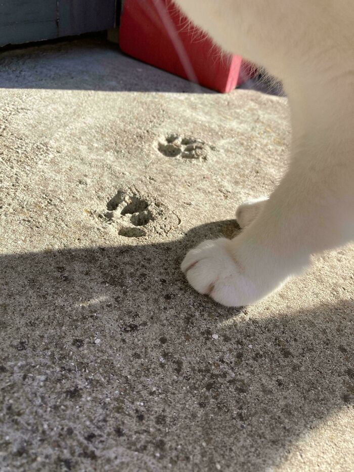 Pata de gato blanca junto a huellas de patas de gato adorables en cemento bajo luz solar brillante.