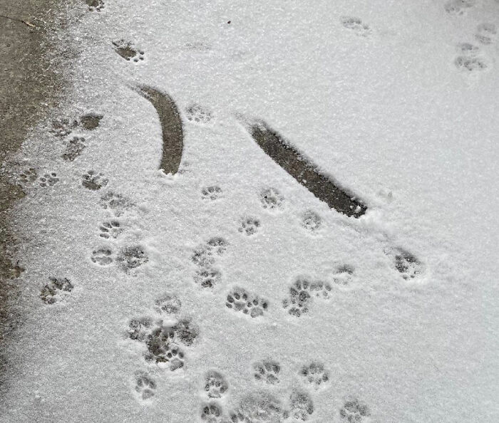 Huellas adorables de patas de gato en la nieve, mostrando un recorrido detallado sin sonido ni presencia visible del animal.
