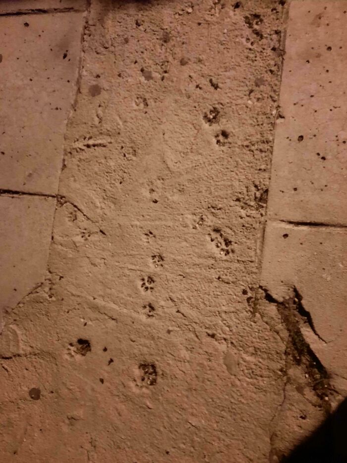 Small cat paw prints visible on rough concrete floor in an outdoor setting during low light conditions.