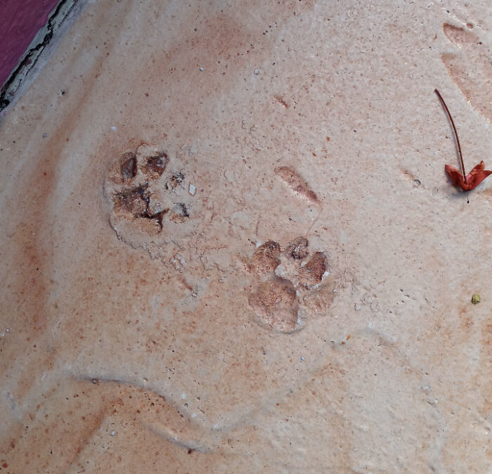 Close-up of cute cat paw prints embedded in concrete on a beige surface with a small dried leaf nearby.