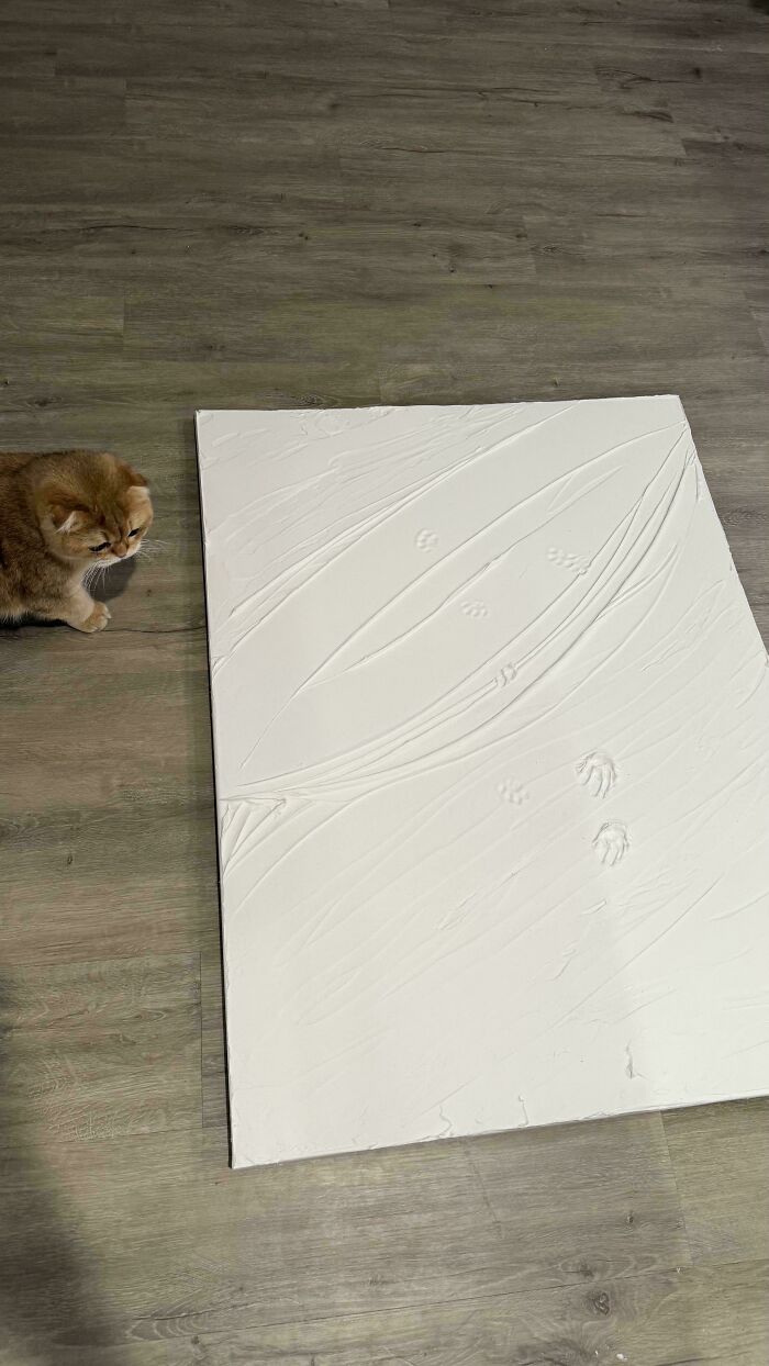 Brown cat looking at white textured canvas with cute cat paw prints on wooden floor indoors.