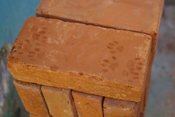 Cat paw prints on stacked orange bricks showing cute and natural feline traces in a rustic outdoor setting