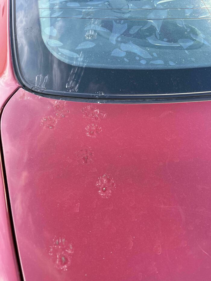 Faint cute cat paw prints trailing on dusty red car hood and rear windshield glass.