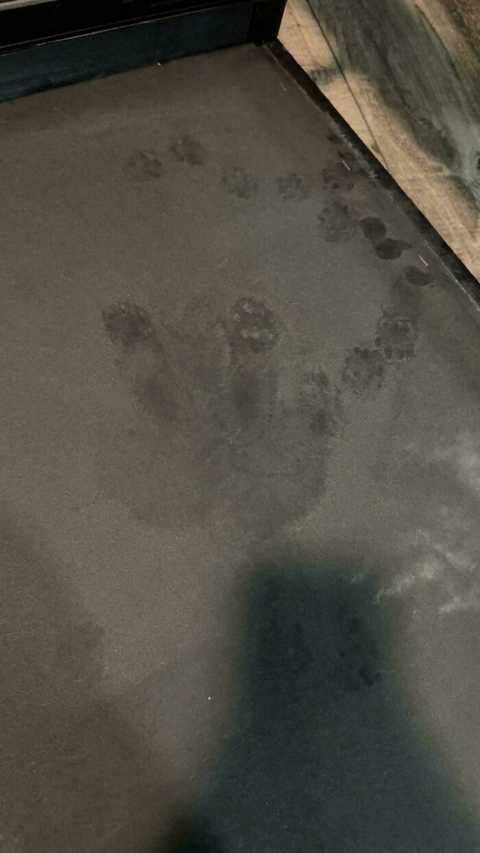 Faint cat paw prints and a handprint on a dusty surface showing cute cat paw prints clearly.