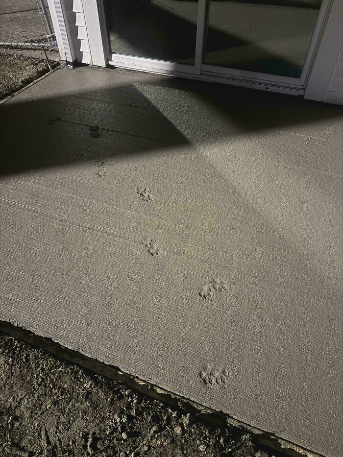 Huellas adorables de patas de gato impresas en concreto fresco junto a la puerta corrediza al atardecer.