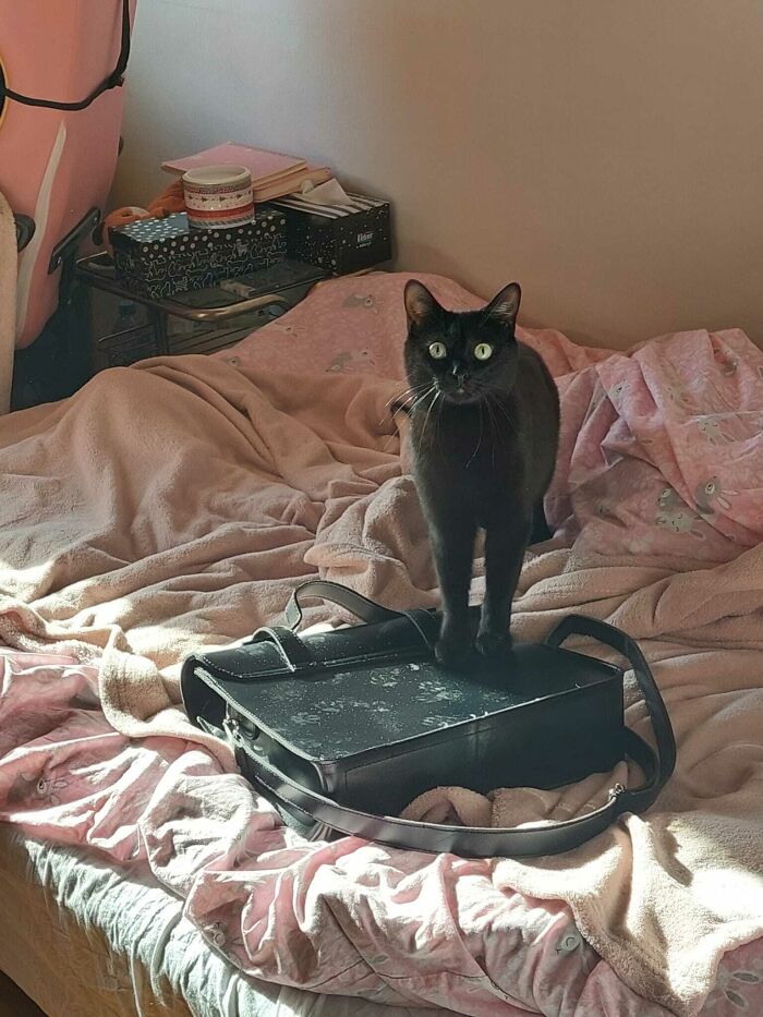 Black cat standing on a bag with visible cute cat paw prints on a bed covered with pink blankets.