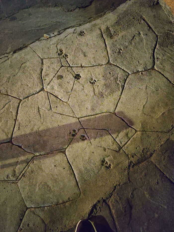 Cat paw prints embedded in c*****d concrete pavement under dim lighting at night.