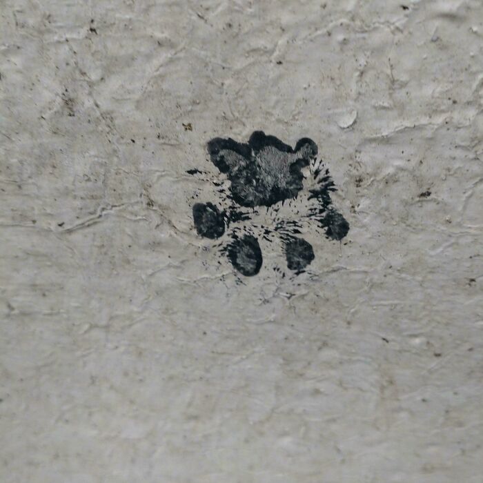 Black cat paw print on a rough, light-colored textured surface showing cute cat paw prints detail.