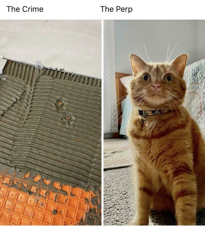 Orange cat sitting on carpet next to fresh cat paw prints in wet tile adhesive showing cute cat paw prints mischief.