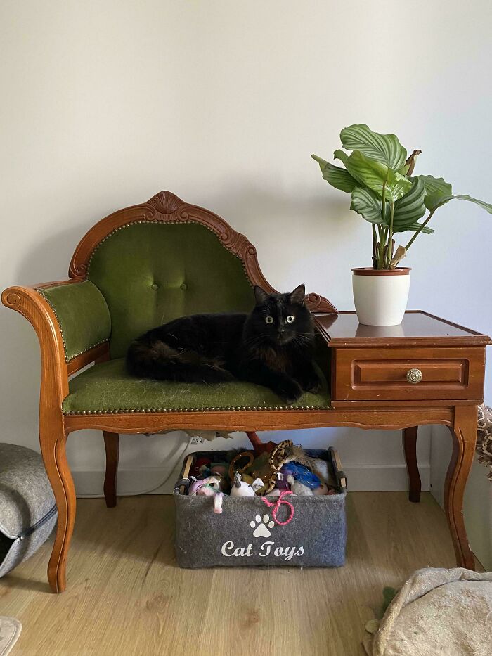 Vintage thrift store phone bench with green upholstery, black cat lounging, and plant on attached table, wooden floor setting.