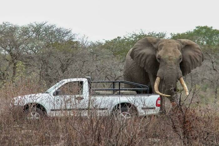 Giant elephant standing near a white pickup truck in a dry, bushy landscape showing size comparison of giant animals.