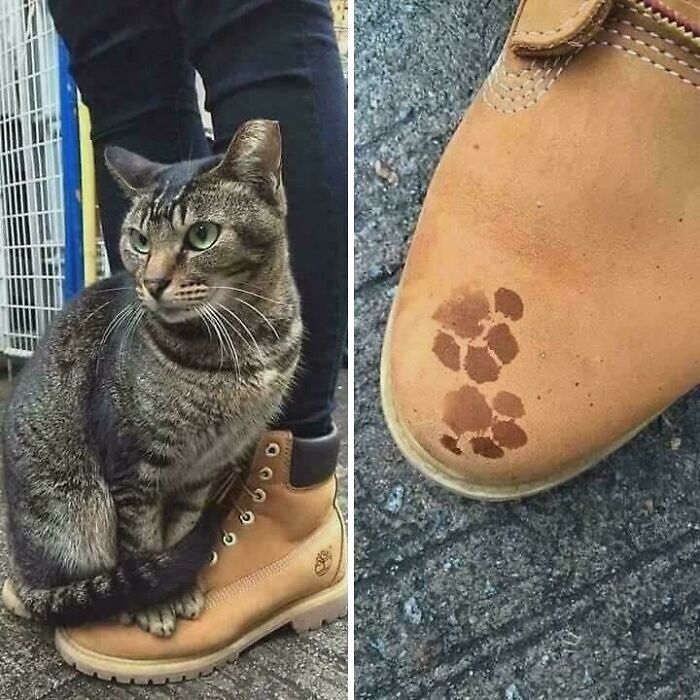 Gato apoyado en bota con huellas de patas de gato en cuero marrón, mostrando adorables marcas sin maullidos.