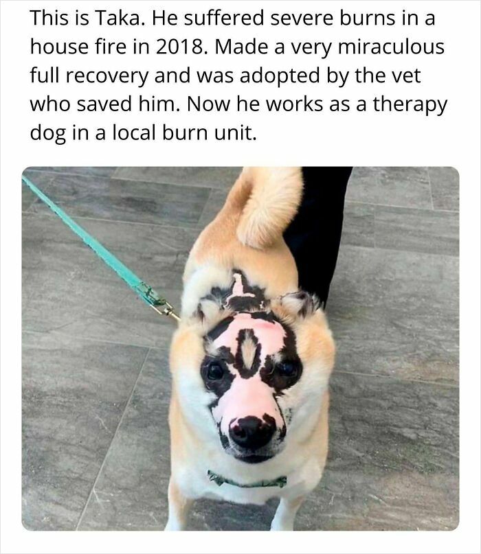 Dog with severe burn scars on its face, standing on gray tiled floor, representing wholesome animals and recovery.