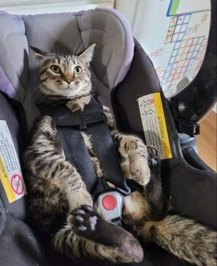 Tabby cat secured in a child car seat harness, sitting upright with a curious expression, showcasing wholesome animals fun.